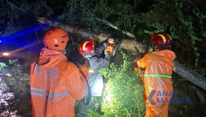 Pohon Tumbang Tutup Jalan Nasional di Jrengik, BPBD Lakukan Evakuasi Cepat