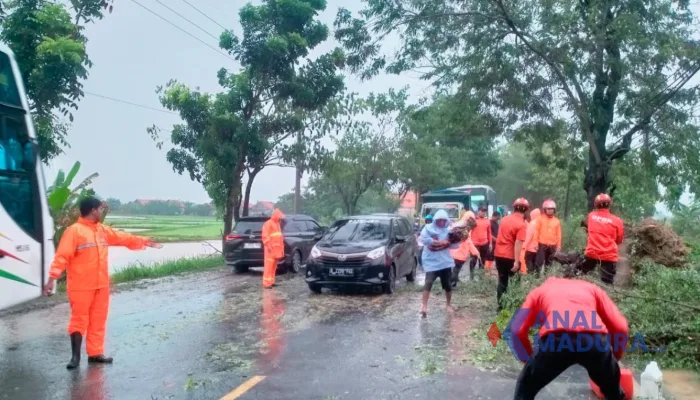 Tiga Pohon Tumbang di Sampang, BPBD Gerak Cepat Lakukan Penanganan