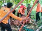 BPBD Sampang Turun Tangan, Sapi Terjebak Sumur Berhasil Diselamatkan