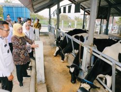 Khofifah Dorong Sapi Perah Jatim Jadi Mesin Ekonomi Baru